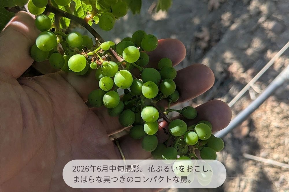 ナパ ハイランズ カベルネ ソーヴィニヨン ナパ ヴァレー 2024 750ml