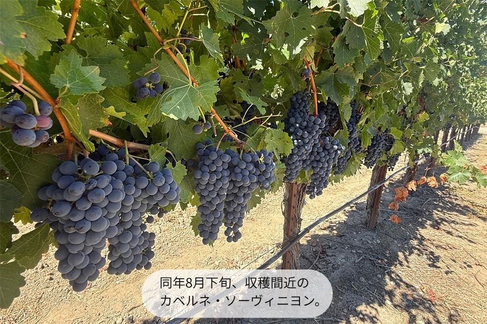 ナパ ハイランズ カベルネ ソーヴィニヨン ナパ ヴァレー 2024 750ml 赤ワイン アメリカ カリフォルニア フルボディ